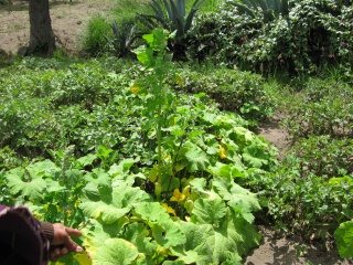 Gelbbl�tige Pflanze
                                    "Zambo" (ketschua: quito)