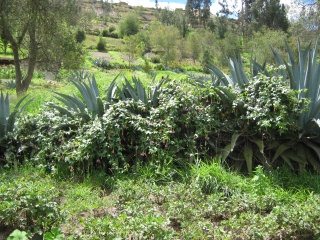 Arbusto "taxo"
                                    (quechua: taugsu)
