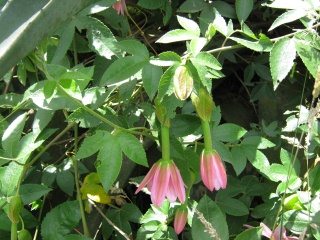 Strauch "Taxo"
                                    (ketschua: taugsu), Bl�ten