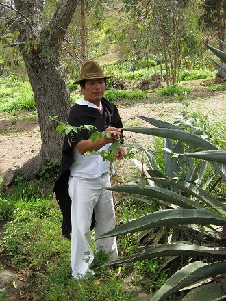 Jos� an einem Ableger des Taxo-Strauchs
                          (Curuba-Strauch)