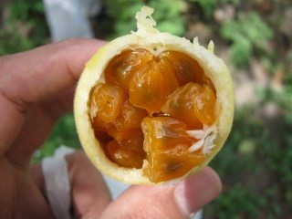 Curuba-Frucht offen 01