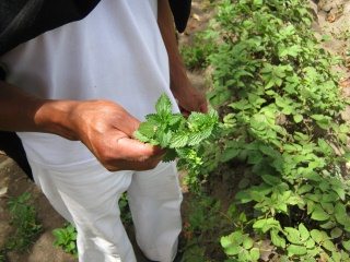 Jos� zeigt eine Brennnessel