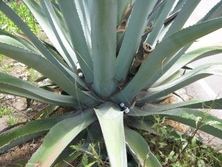 Cabuya mit Medizinfl�schchen