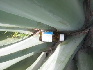 Cabuya als Abfallort f�r
                                  Medizinfl�schchen