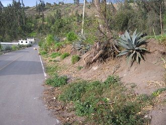 Strassenbord und Cabuya