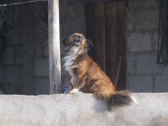 El perro en el muro