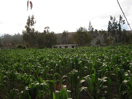 Das durch Eukalyptusb�ume gesch�digte
                        Maisfeld 02