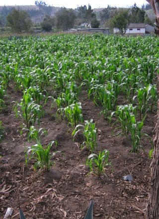 Das durch Eukalyptusb�ume gesch�digte
                        Maisfeld 03