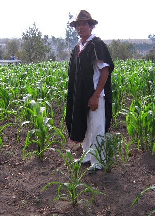 Jos� Caizabanda im Maisfeld (01)