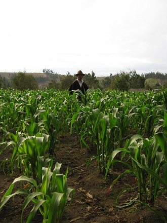 Jos� Caizabanda im Maisfeld (02)