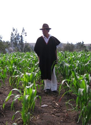 Jos� Caizabanda im Maisfeld (03)