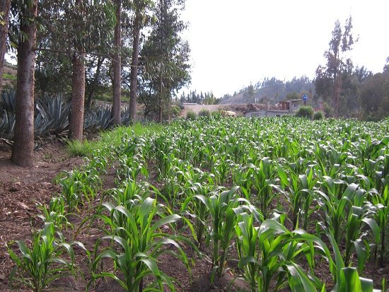 Das durch Eukalyptusb�ume gesch�digte
                        Maisfeld 04, mit einem Wachstum wie mit
                        "Stufenschnitt"