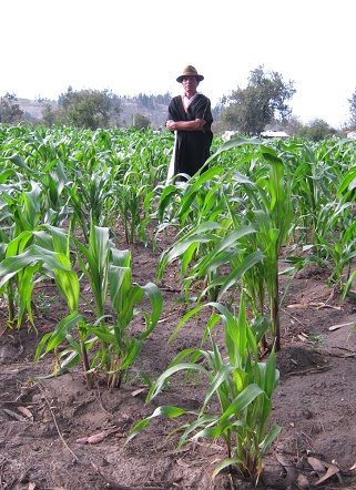 Jos� im Maisfeld (05)