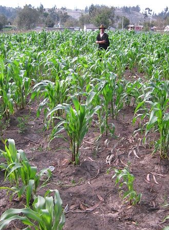 Jos� im Maisfeld (06)