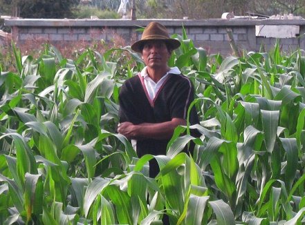 Jos� im Maisfeld (08)