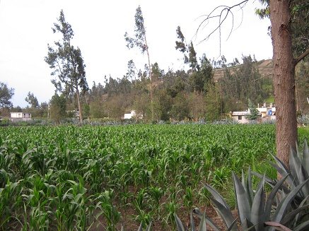Das vom Eukalyptus gesch�digte Maisfeld im
                        Stufenwuchs