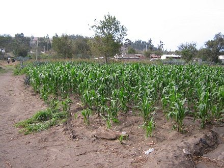 Ein weiteres durch Eukalyptus gesch�digtes
                        Maisfeld mit "Stufenwuchs",
                        Nahaufnahme