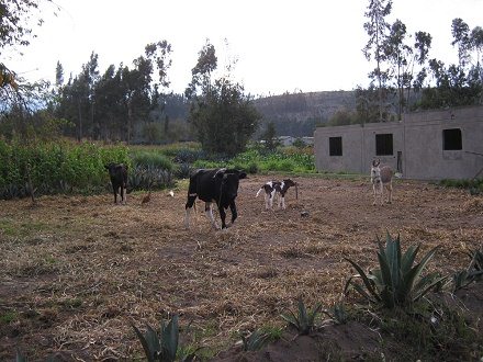 K�he und Esel am Pflock