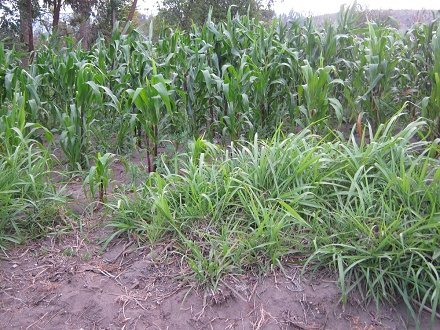 Maisfeld im "Stufenwuchs",
                          Nahaufnahme