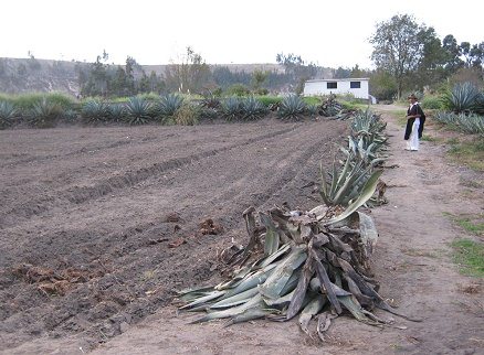 Cabuyas, noch nicht gepflanzt (02)