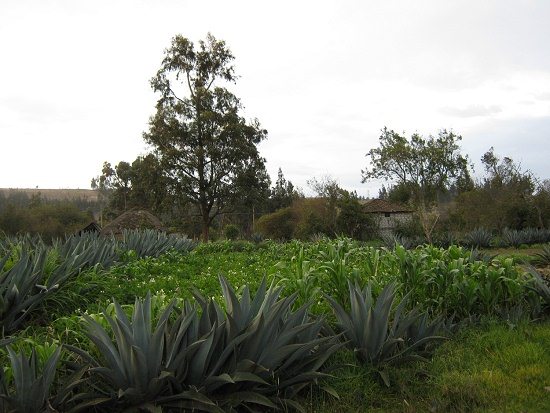 Kartoffel-Maisfeld mit Cabuya