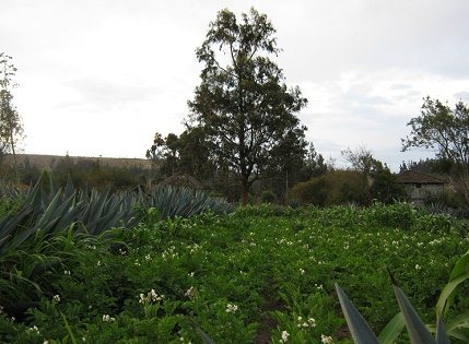 Kartoffelfeld mit Cabuya