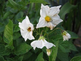 Weisse Kartoffelbl�ten