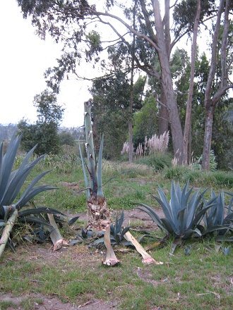 Cabuya mit gestutztem Stamm