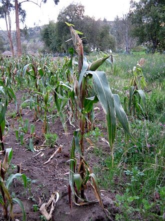 Maispflanze vor der Ernte