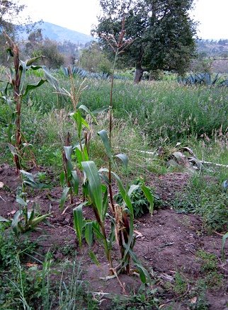 Maispflanzen noch in Bl�te