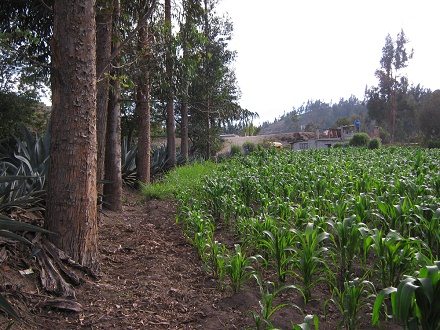 El campo da�ado por los �rboles de eucalipto 01