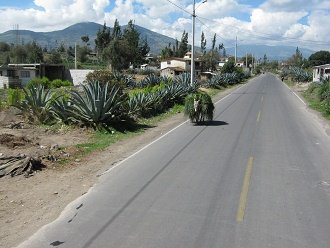 Esel mit Portrerogras