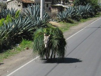 Esel mit Portrerogras, Nahaufnahme