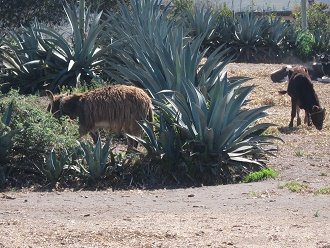Esel und Kuh mit Cabuya