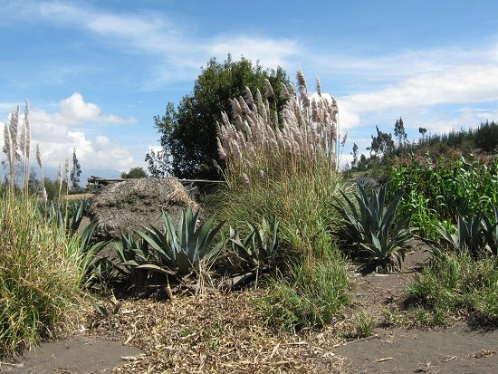 Cabuya und Chispagras