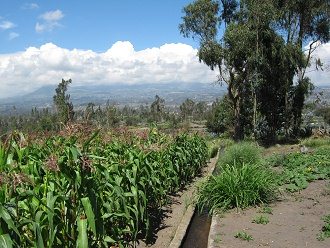 Maisfeld mit Kanalsystem