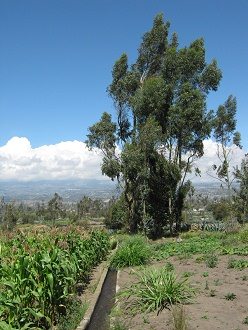 Maisfeld mit Kanalsystem und Baumgestalt