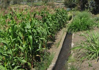 Maisfeld mit Kanalsystem, Nahaufnahme