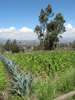 Maisfeld mit
              Stufenwuchs mit Cabuya