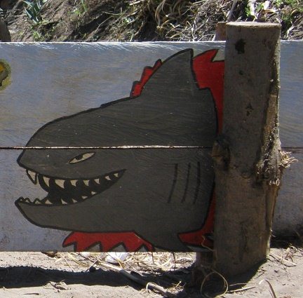 Haifisch, Nahaufnahme