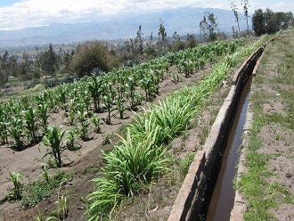 Maisfeld mit Ramalote-Gras und
                                  Kanal