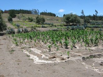 Unregelm�ssiges Maisfeld