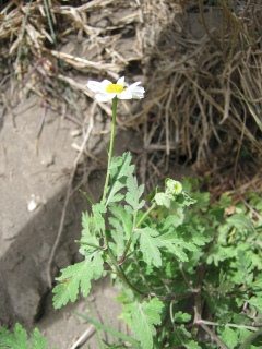 Planta curativa Santa Maria