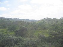 Panamericana in Sd-Ecuador zwischen
                          Huaquillas und Guayaquil, Waldwiesen mit
                          Urwaldbergen (02)