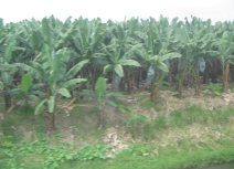 Panamericana in Sd-Ecuador zwischen
                          Huaquillas und Guayaquil, Bananenplantage
                          (02)