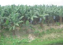 Panamericana in S�d-Ecuador zwischen
                          Huaquillas und Guayaquil, Bananenplantage
                          (02)