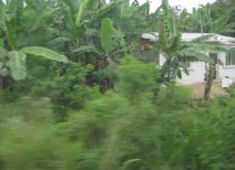 Panamericana in S�d-Ecuador zwischen
                          Huaquillas und Guayaquil, Haus in
                          Bananenplantage (01)