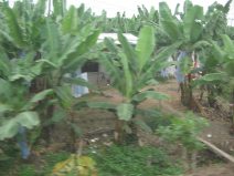 Panamericana in S�d-Ecuador zwischen
                          Huaquillas und Guayaquil, Haus in
                          Bananenplantage (02)