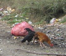 El puesto aduanero ecuatoriano, gallinas
                          picando al borde de la carretera