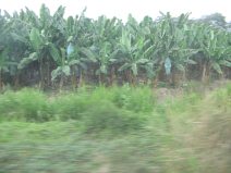 Panamericana en Ecuador del Sur entre
                          Huaquillas y Guayaquil, plantaci�n de bananas
                          (bananos, pl�tanos) (01)